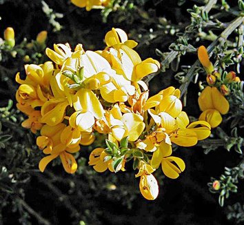 Photo of Genista pilosa 'Vancouver Gold' flower by Forestfarm
