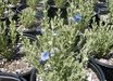 Scutellaria
