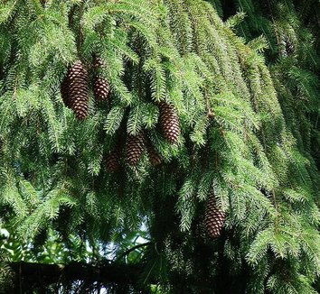 Photo of Picea abies cones, foliage by 4028mdk09