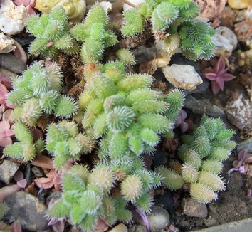 Photo of Crassula hirtipes foliage by Dysmorodrepanis