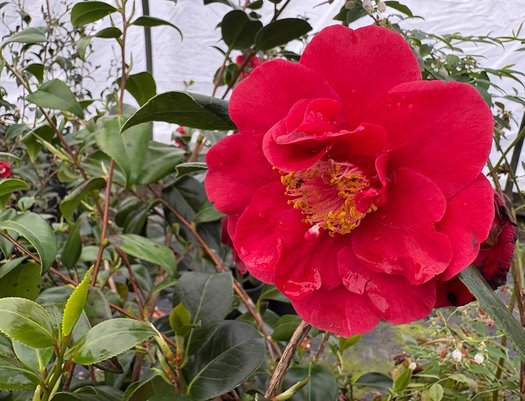 Photo of Camellia japonica 'Korean Fire' flower by plant lust