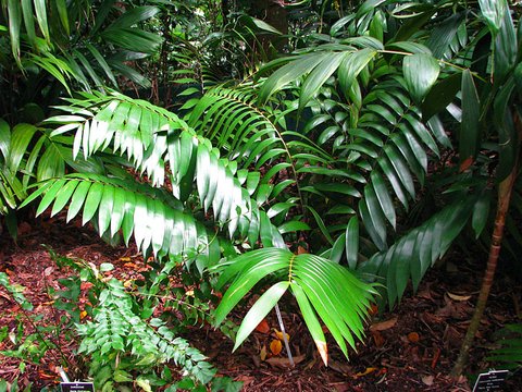 Ceratozamia latifolia plant lust