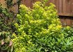 Illicium