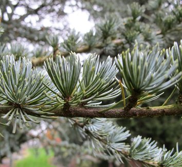 Photo of Cedrus atlantica foliage by Kristine Paulus