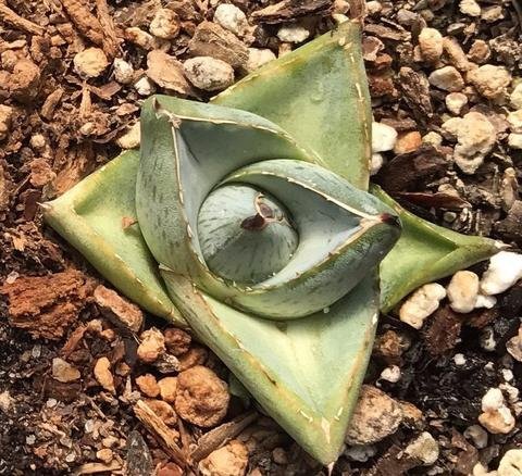 Agave pumila | | plant lust