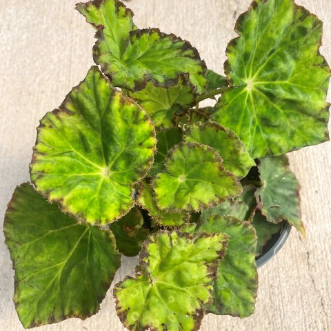 Begonia 'Madame Rarick' | | plant lust