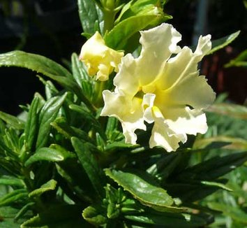 Photo of Diplacus 'Georgie White' PP22917 flower, foliage by Cactus Jungle