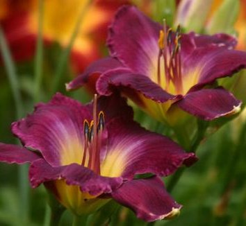 Photo of Hemerocallis 'Strutter's Ball' flower by Jane Unger