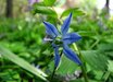Scilla