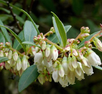 Photo of Vaccinium consanguineum flower by J.G. in SF