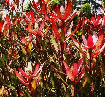 Photo of Leucadendron 'Safari Sunset' foliage by Karl Gercens III
