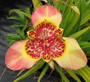 Photo of Tigridia pavonia 'Canariensis' flower by Far Reaches Farm