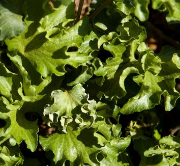 Photo of Hedera helix 'Hedgehog' foliage by Secret Garden Growers