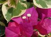 Bougainvillea