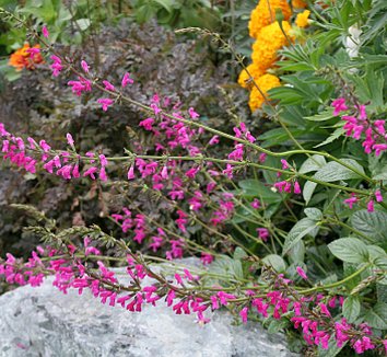 Photo of Salvia chiapensis flower by Annie's Annuals & Perennials
