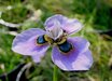 Moraea