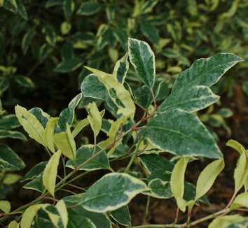 Photo of Prunus lusitanica 'Variegata' foliage by Karl Gercens III