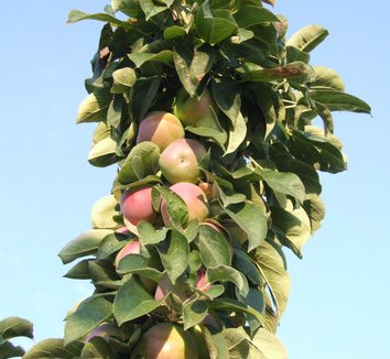 Photo of Northpole Columnar Apple Tree foliage, form, fruit by Dancing Oaks Nursery