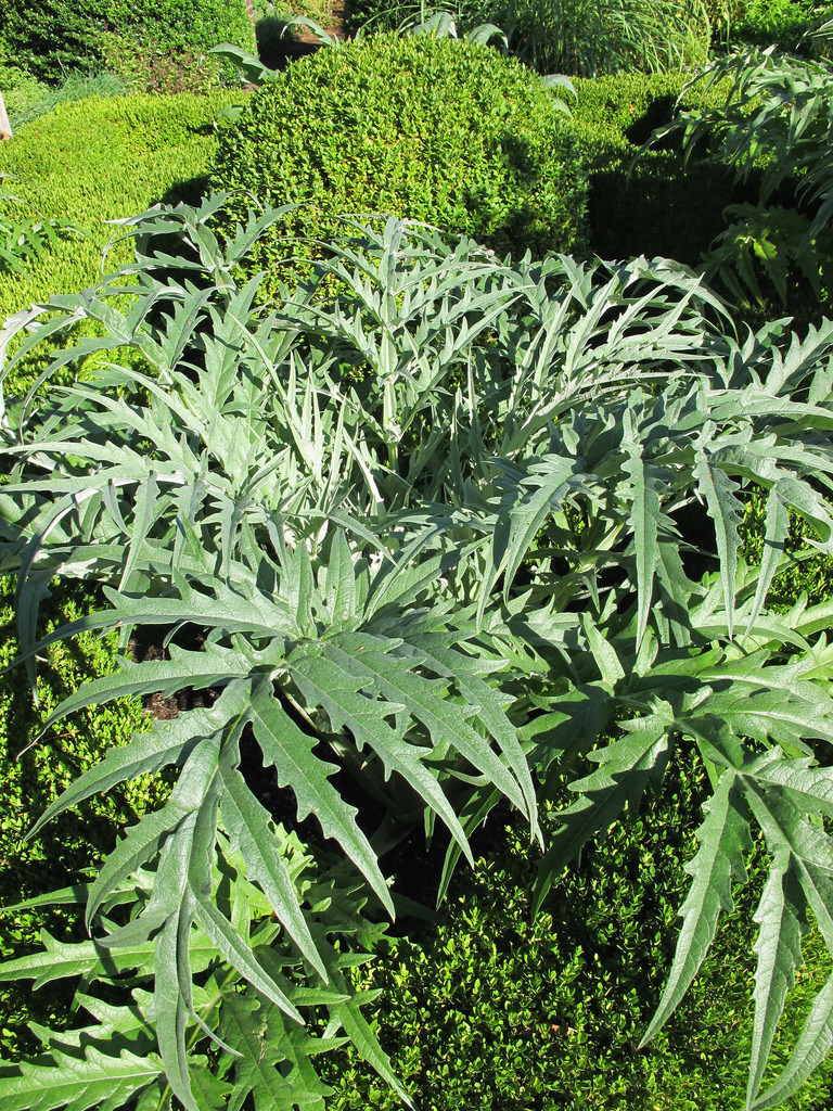 Photo of Cardoon foliage by Kristine Paulus