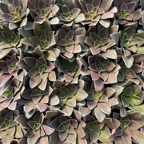 Echeveria racemosa | | plant lust