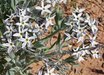 Amsonia