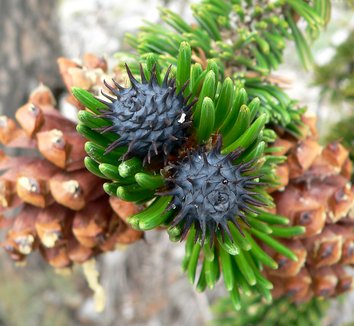 Photo of Pinus longaeva close-up by Stan Shebs