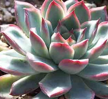 Photo of Echeveria pulidonis foliage by Kara Nursery