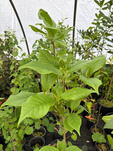Photo of Magnolia 'Tinkerbell' PP31317 foliage by plant lust