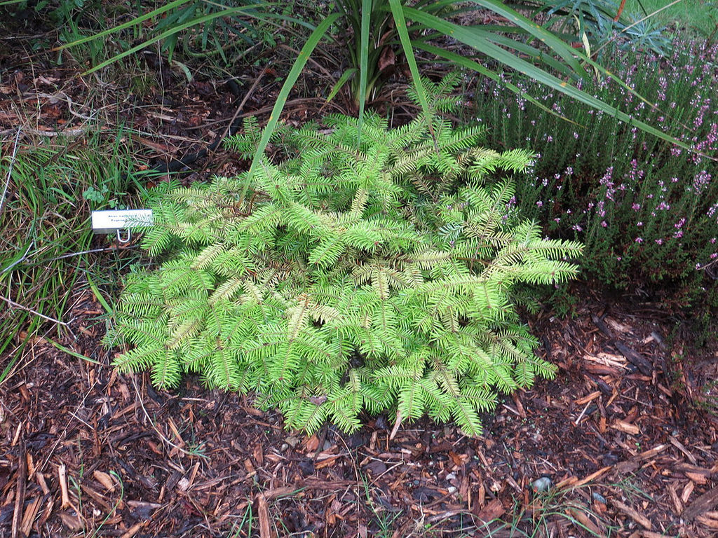 Photo of Abies balsamea 'Eugene Gold' foliage by Conifer Kingdom