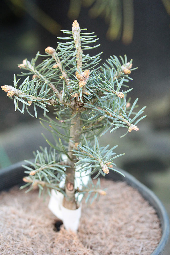 Photo of Abies concolor 'Hexe' foliage by Conifer Kingdom