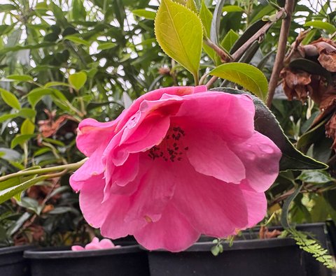 camellia　 Camellia April Dawn Blush (zone 6 hardy) - Ash's Garden Farm