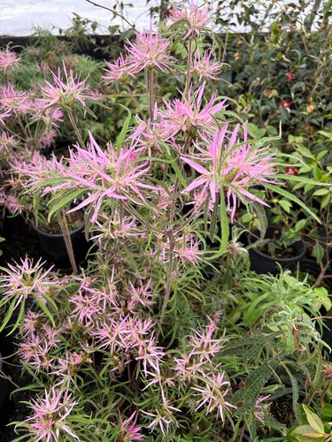 Photo of Spider Azalea flower, folaige by plant lust