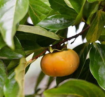 Photo of Fuyu Persimmon by Heritage Seedlings