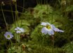 Pinguicula