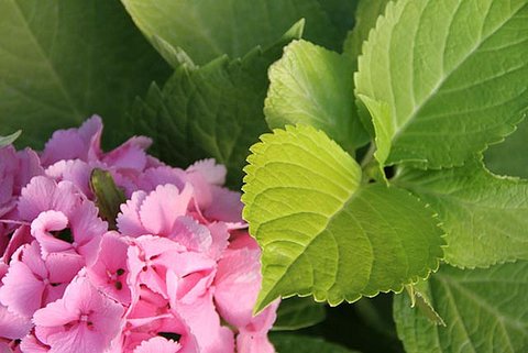 DMC 紫陽花 Onatsu SP STEEL hydrangea DMC 紫陽花 Onatsu SP STEEL hydrangea Japanese Flower of the