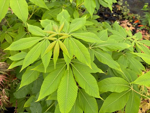 Photo of Aesculus neglecta 'Erythroblastos' foliage by plant lust