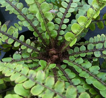 Photo of Blechnum fluviatile foliage by Cordyceps