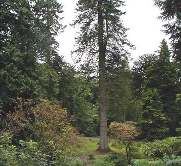 Photo of Abies grandis form by Nigel Homer