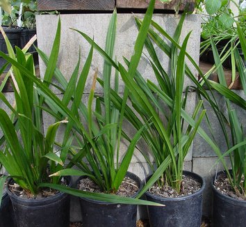 Photo of Aspidistra hainanensis 'Jade Ribbons' foliage by Karl Gercens III