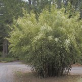 Fargesia scabrida | Fargesia sp. 'Scabrida' | Clumping Bamboo | Scabrida  Clumping Bamboo | plant lust