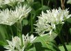 Allium