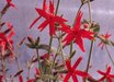 Silene
