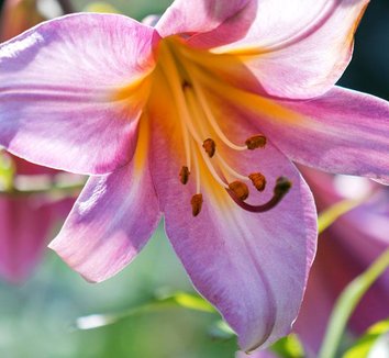 Photo of Lilium Pink Perfection Group flower by Leafari