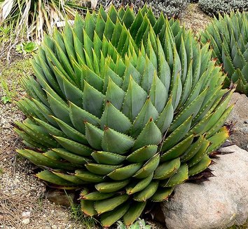 Photo of Aloe polyphylla form by Stan Shebs