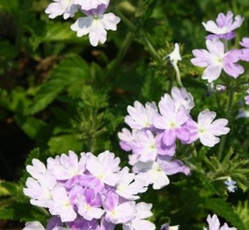 Photo of Glandularia 'Sarah' flower by Almost Eden