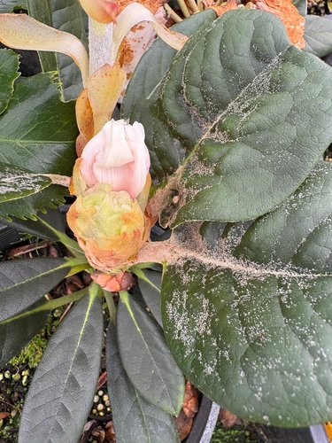 Photo of Rhododendron 'Powder Snow' bud by plant lust
