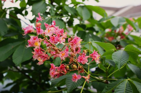Aesculus x carnea 'Fort McNair' | Aesculus x carnea 'Ft. McNair' | Ft ...