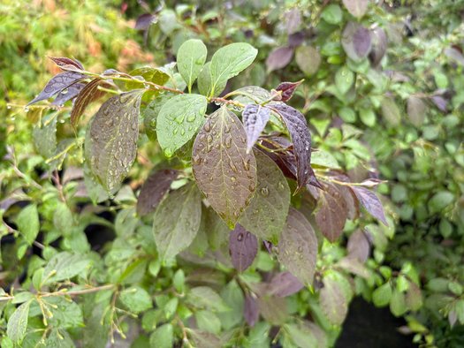 Photo of Styrax japonicus 'Evening Light' PP24168 foliage by plant lust