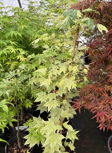 Photo of Acer pictum 'Usugumo' foliage by plant lust