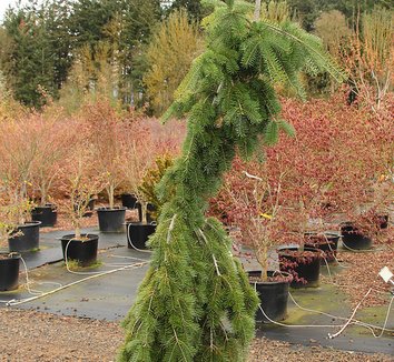 Photo of Pseudotsuga menziesii 'Graceful Grace' form by Conifer Kingdom